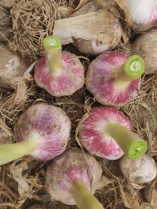 Garlic Production Plan