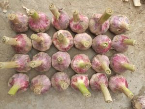 Grow Garlic