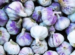 purple garlic