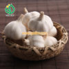 health benefits of garlic