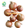 Onion Suppliers