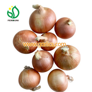 Onion Suppliers