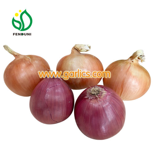 ONION