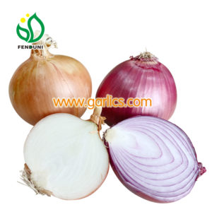 Onion Suppliers
