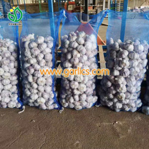 garlic importers in Malaysia