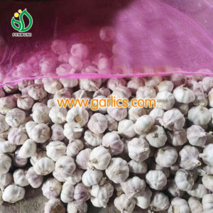 Buy Garlic Bulbs for Planting