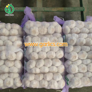 Garlic Production Plan_2022051102