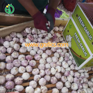 Garlic Production Plan