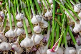 China garlic images