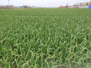 good garlic from china