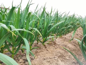 grow garlic from china