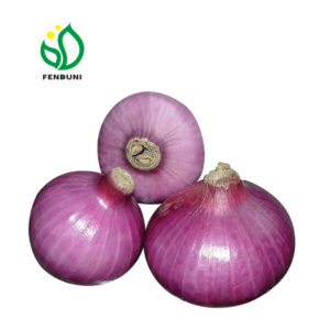 red onion supplier
