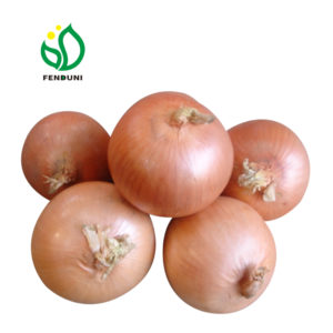 yellow onion supplier