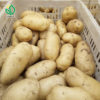 potato supplier