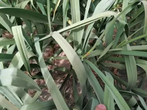 Bolting_Period_Garlic