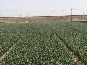 china-garlic-supplier-planting-basechina-garlic-supplier-planting-base
