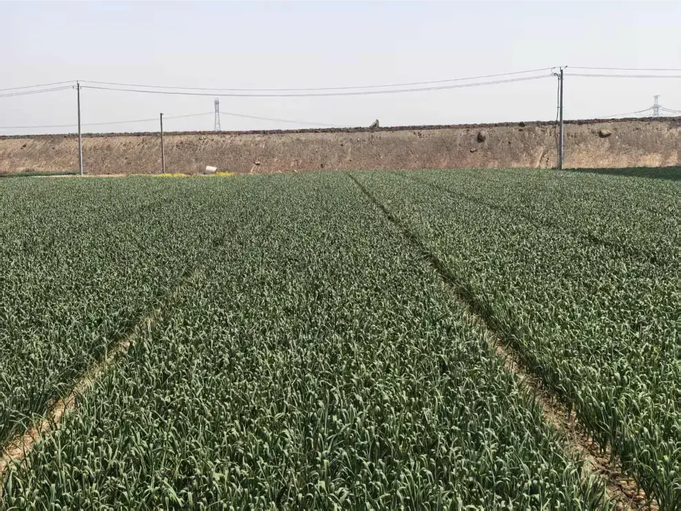 china-garlic-supplier-planting-basechina-garlic-supplier-planting-farm