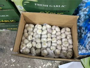China-Jinxiang-Garlic-Export-to-Ghana