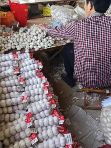 China-Jinxiang-garlic-shipped-to-Jamaica-in-March-2025