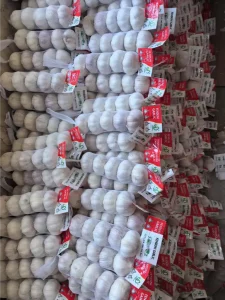 China-Jinxiang-garlics-shipped-to-Jamaica-in-March-2025