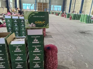 China-Jinxiang-garlics-shipped-to-Nigeria
