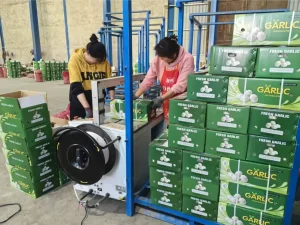 China-Jinxiang-white-garlic-shipped-to-Nigeria