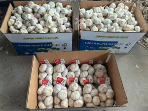 Chinese-Jinxiang-garlics-shipped-to-Polynesia