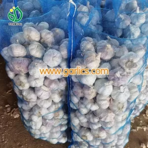 Export_quality_Garlic_b