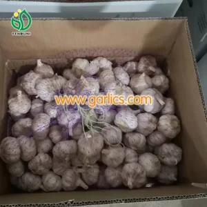 garlic supplier