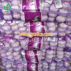 Fresco_snow_white_garlic_a