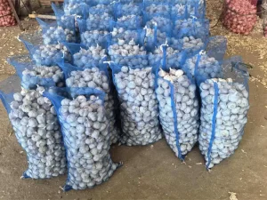 garlic-for-sale