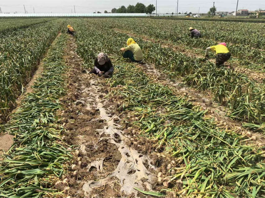 garlic-harvesting