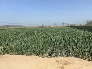 garlic-planting-base