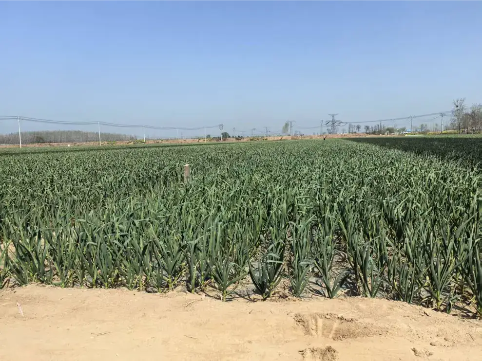 garlic-planting-farm