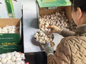 Garlic-sorting-by-hand