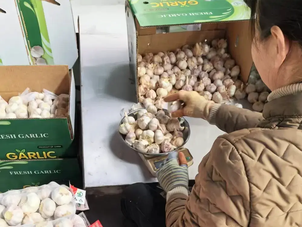 Garlic-sorting-by-hand
