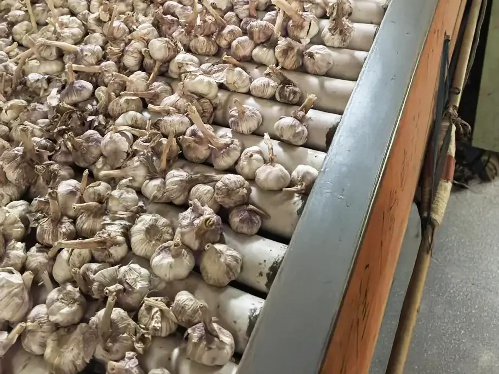 Garlic-sorting-by-machine