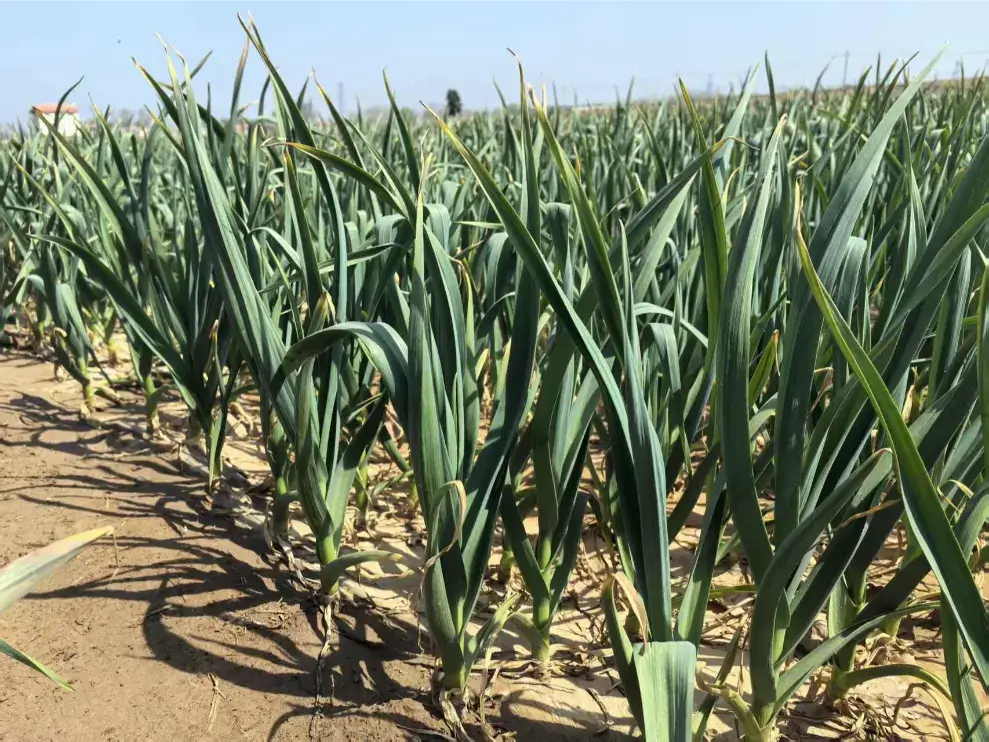 garlic-supplier- garlic planting