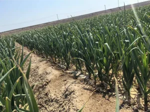 garlic-supplier-planting-base