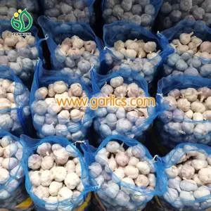 garlic_at_Reliable_Price