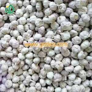 garlic_at_Reliable_Price_c