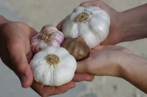 garlic_cloves