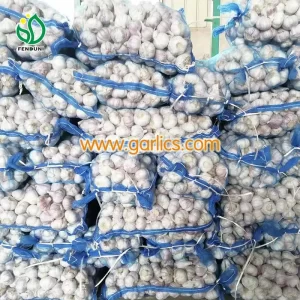 Garlic_exporter_e_fresh_garlic