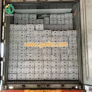 Garlic_Exporter_Wholesales