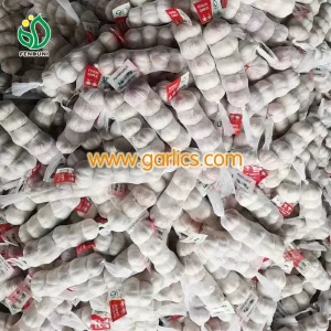 garlic_fenduni_garlic_c