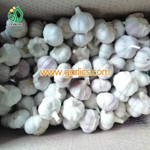 fresh_white_garlic
