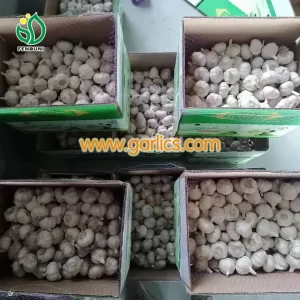 garlic_fresh_c_white_garlic