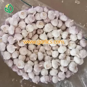 garlic_fresh_pure_white_garlic