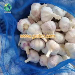 Georgian Crystal and Georgian Fire Garlic