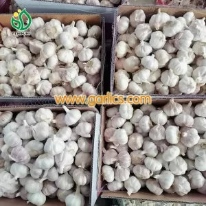 Garlic_Production_c